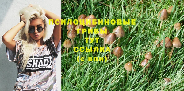 ПСИЛОЦИБИНОВЫЕ ГРИБЫ Горняк
