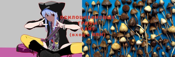 ПСИЛОЦИБИНОВЫЕ ГРИБЫ Горняк